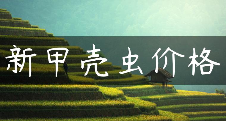 新甲壳虫价格