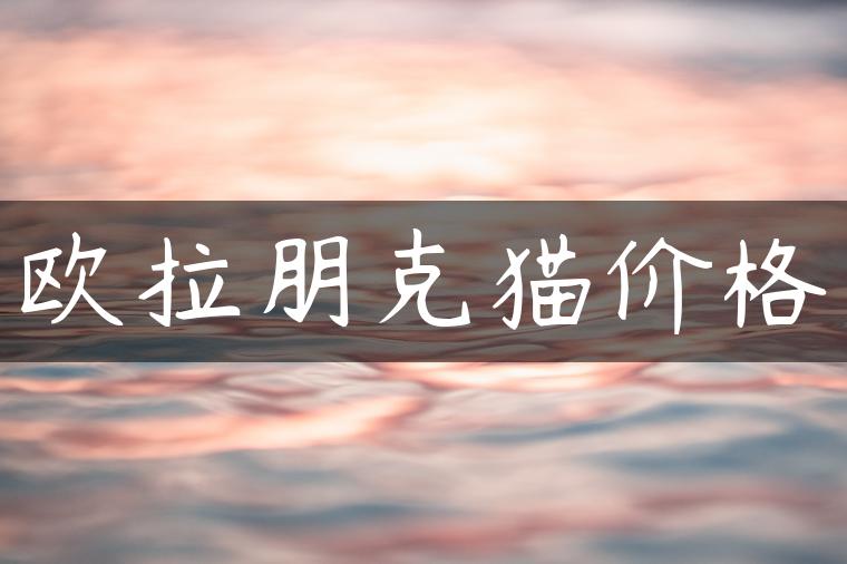 欧拉朋克猫价格